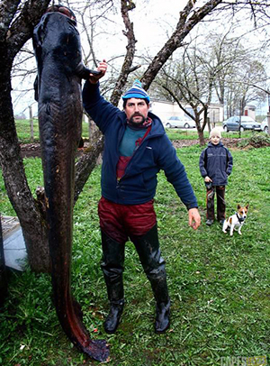 Catfish record in Latvia