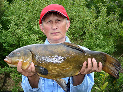 Tench record in Latvia